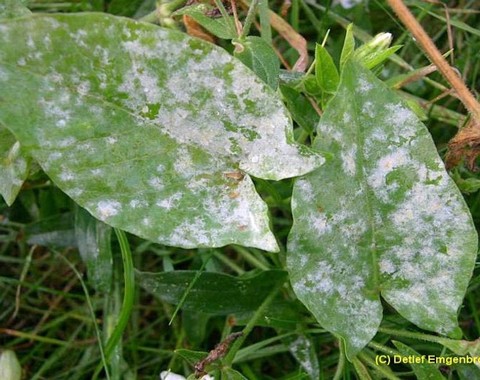 Erysiphe_convolvuli_var. convolvuli Erysiphe convolvuli var. convolvuli De Candolle 1805 Wirt: Convolvulus arvensis - Ackerwinde Bemerkungen: im Mittelmeerraum kann auf der Ackerwinde noch...